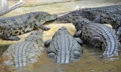 تايلاند تعدم أكثر من مئة تمساح